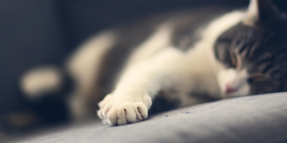 The Lazy Developer’s Guide to Life Without the Mouse, Cursor and Useless Keys