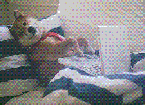 Dog typing while laying on bed